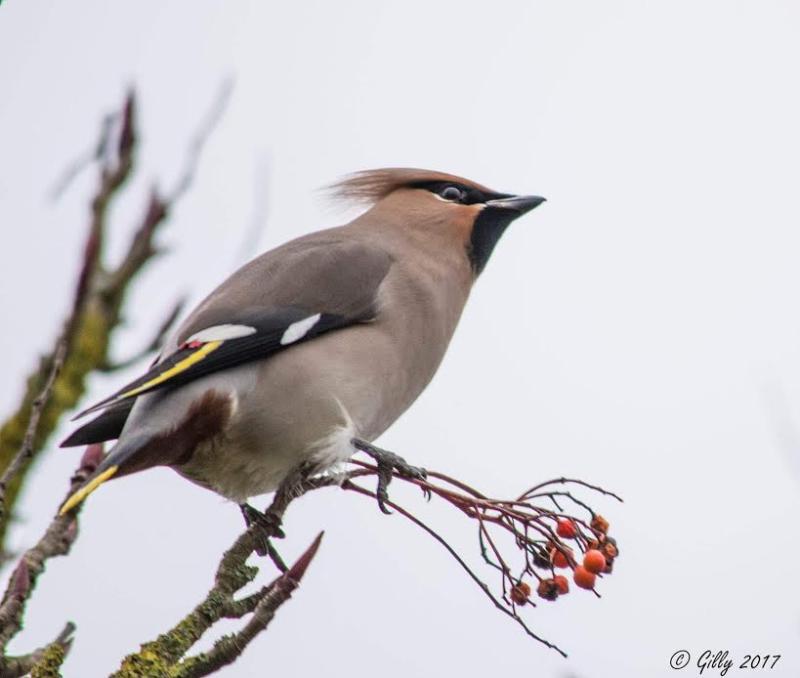 Scandinavian Waxwings flock to Portlaoise 