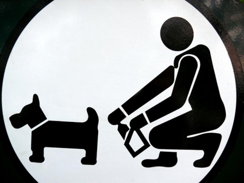 Clean up after your dog 