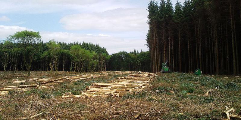 Laois at centre of €4.5m forestry fraud probe 