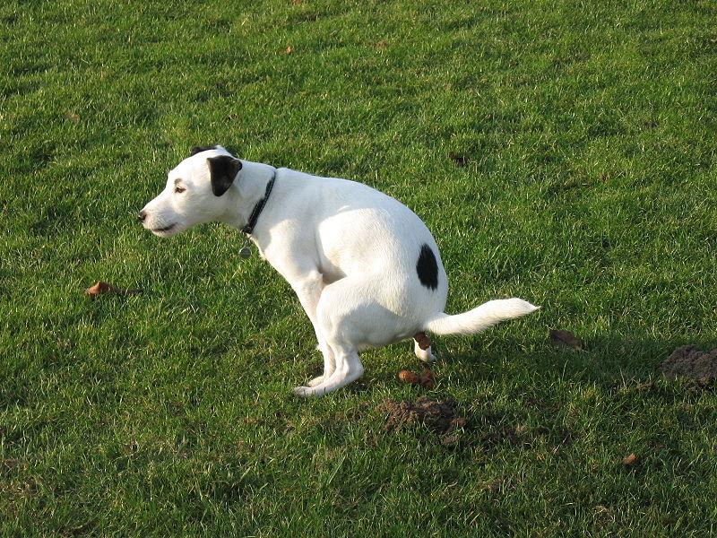 Dog poo policing demanded in Portlaoise by councillors