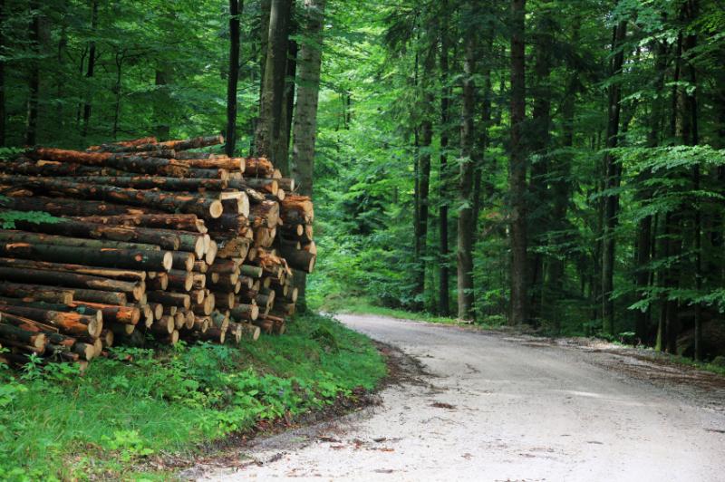 400 Laois jobs at risk as emergency law demanded to harvest forests