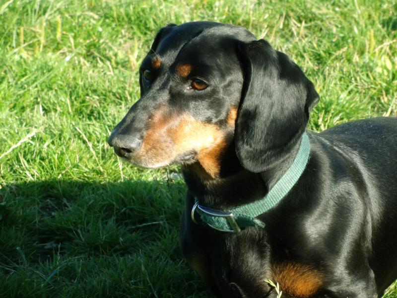 Dachshund dogs worth &euro;6,000 stolen from Rathdowney