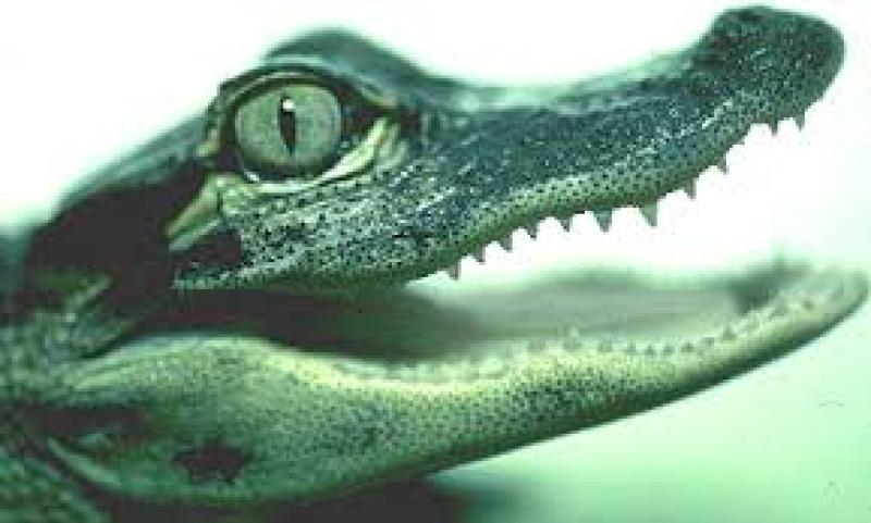 Alligator heads and bees among the bizarre items seized at Portlaoise Mail Centre 