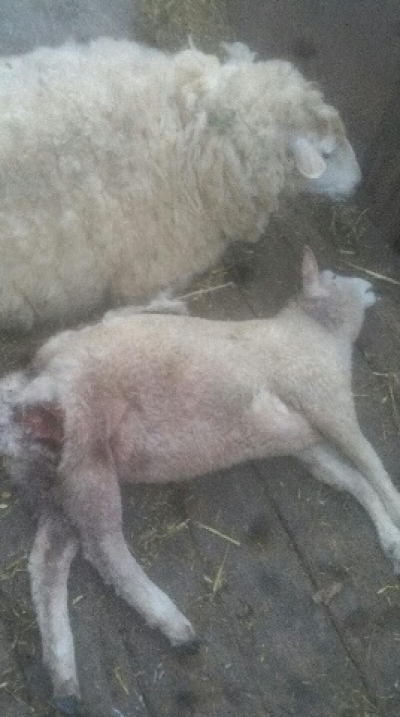 Local farmers counting the cost after savage sheep attacks by dogs