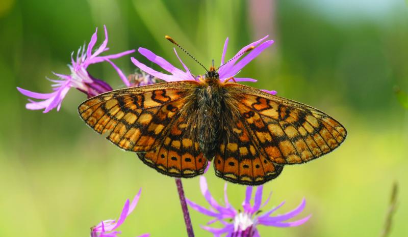 Learn to discover nature on your farm with Laois IFA