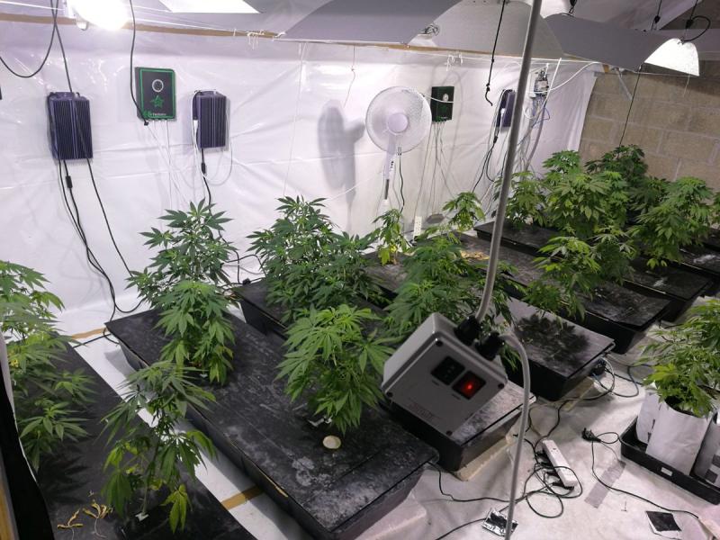 Cannabis growhouse