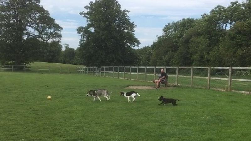 Petition started in Portlaoise to build a park especially for dogs