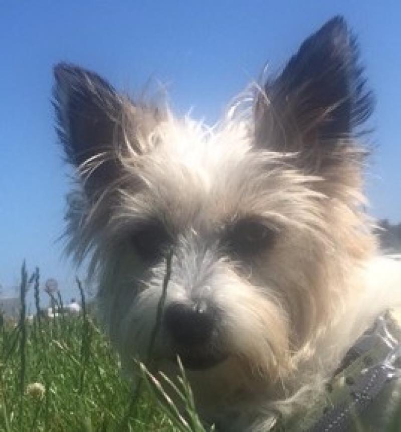 Laois dog Trixie in 'Nose of Tralee' competition NEEDS your help