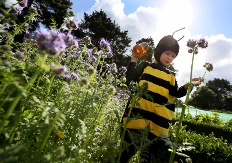 Honeybee facts