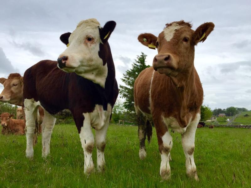  Emo Mountmellick road to close for construction of underpass for cattle