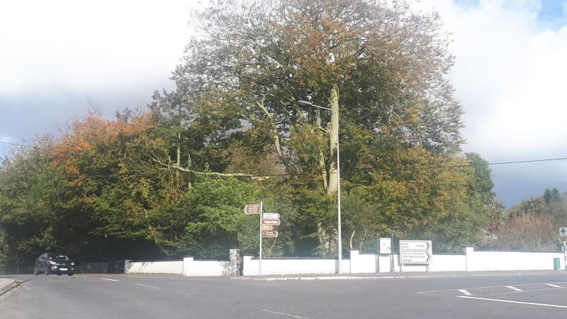 Ophelia: this branch is perilously balanced on a wire over a path in Mountmellick
