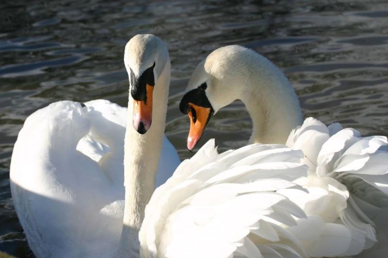 Portlaoise man in pink dressing gown waved large knife at swans