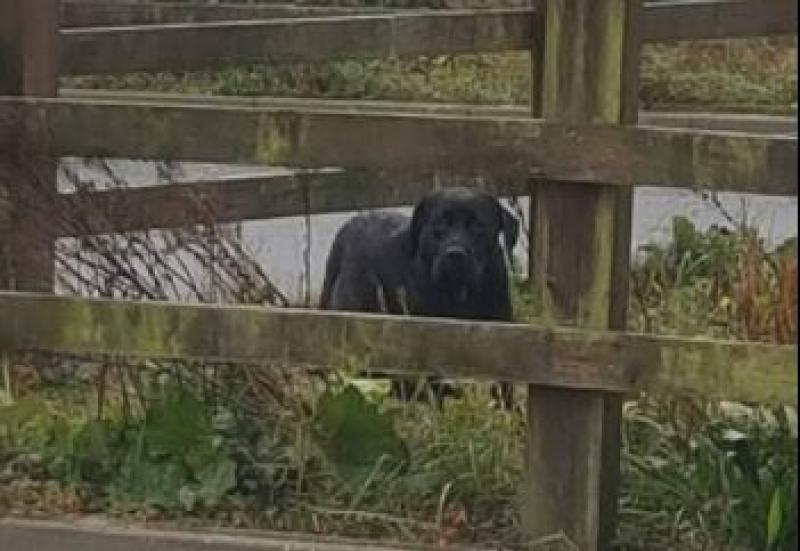 Laois dog rescue appeal for help capturing pregnant Labrador