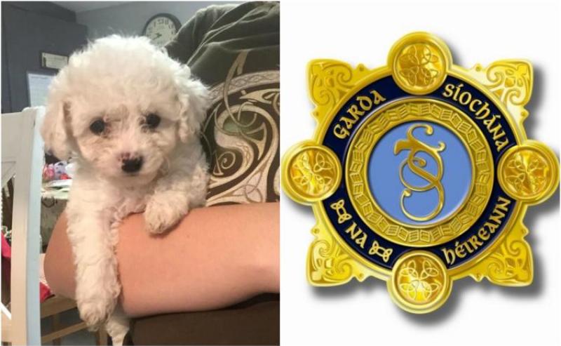 Garda&iacute; investigate theft of expensive dogs 