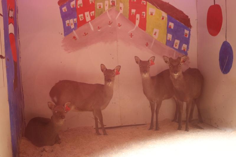Visit Rathdowney's Live Crib and help a local charity
