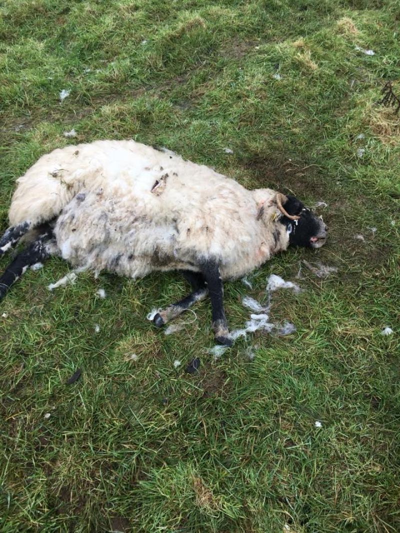 iddt51 sheep 