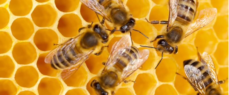bees