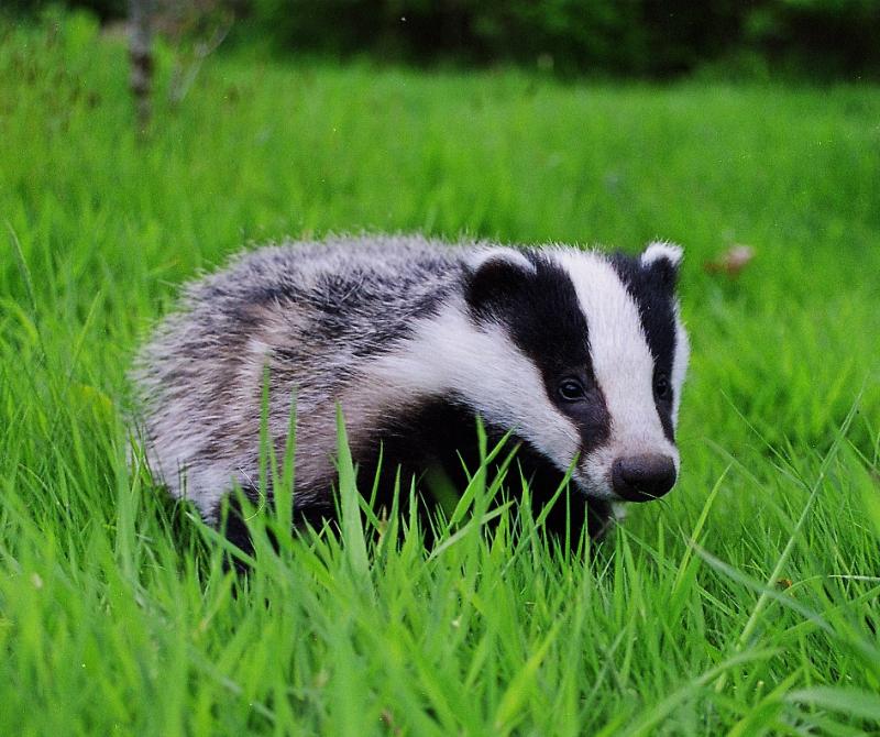 Irish badgers set to receive tuberculosis vaccinations instead of being culled