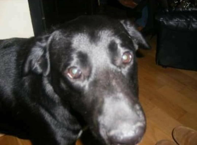 Laois owners of pet dog Hutch who was tortured and killed are horrified 'beyond words'