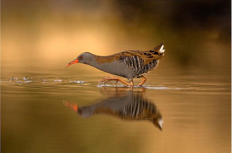 This stunning photo has scooped a national award for a talented Laois photographer