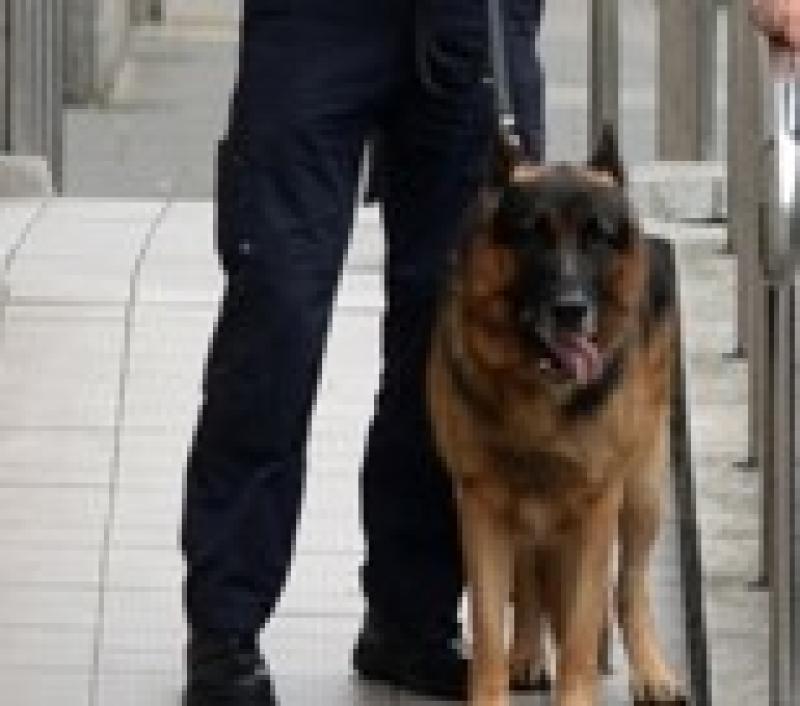 Garda dog