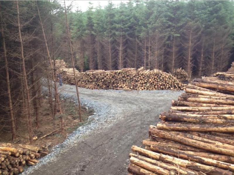 Talking timber - On Thursday, June 13  in the Abbeyleix Manor Hotel, Abbeyleix