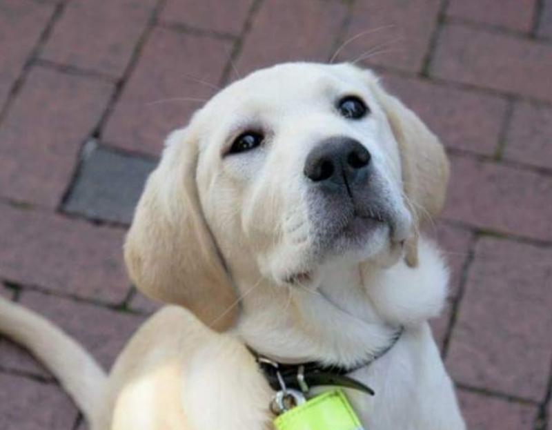 Laois homes needed for adorable Irish Guide Dogs puppies