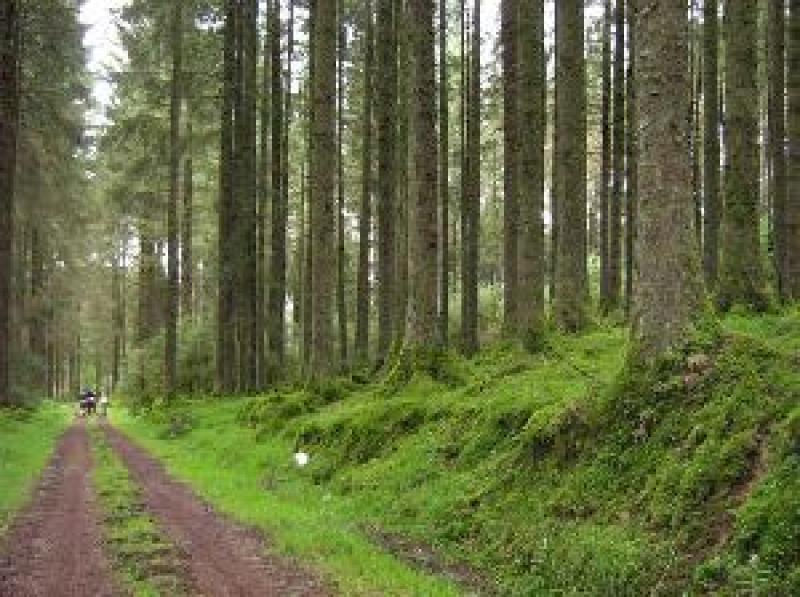 No expansion of Laois forests or reduction of Sitka spruce trees planned by Coillte