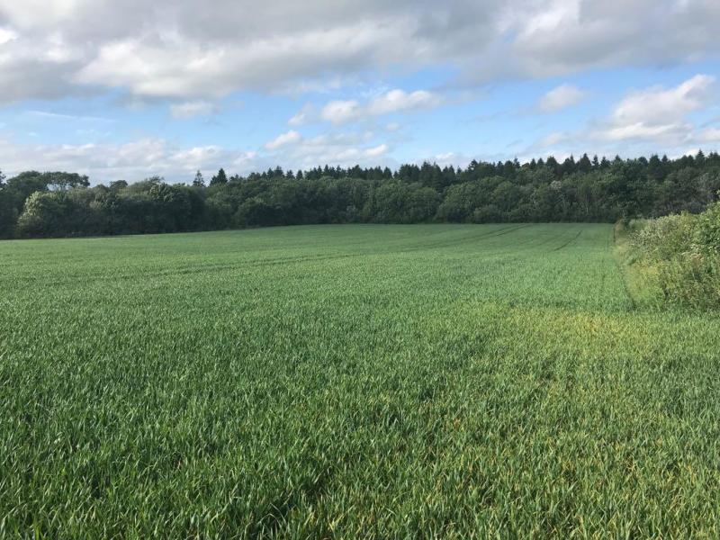 Excellent land up for auction in majestic setting
