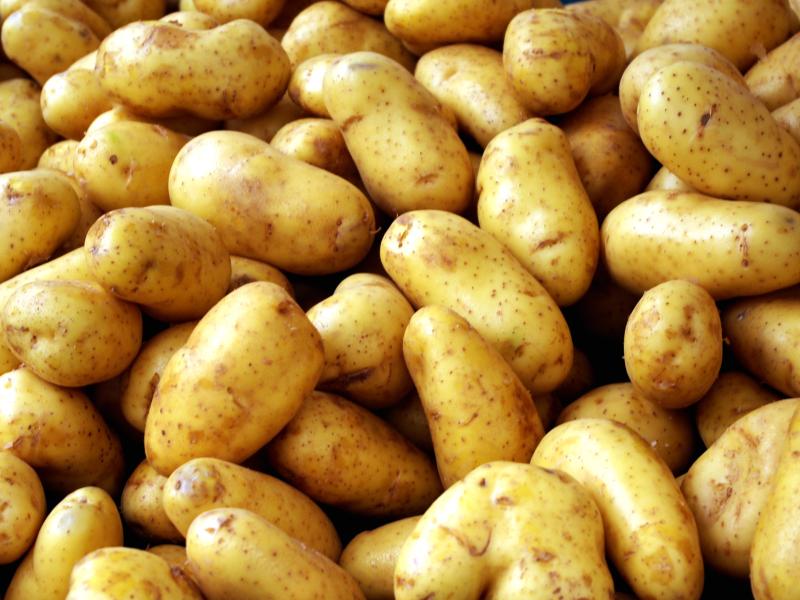 Tipperary potato lovers could face shortage of the humble spud