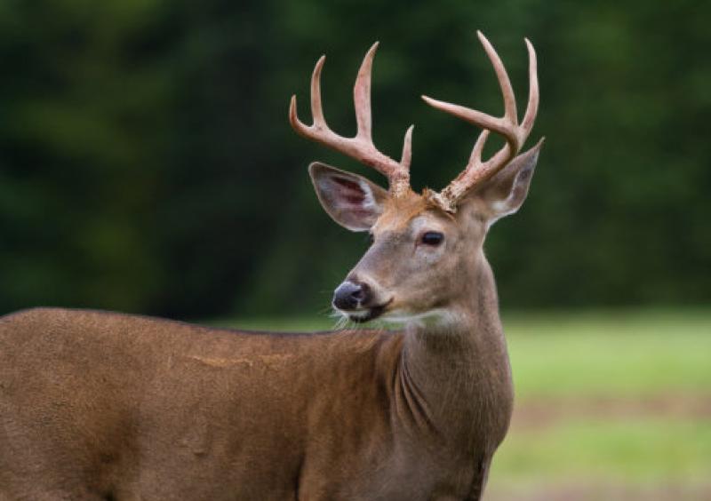 Occupants of car escape injury after collision with deer