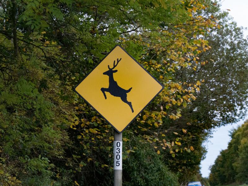 Laois Abbeyleix Durrow Laois County Council Portlaoise Deer Crossing