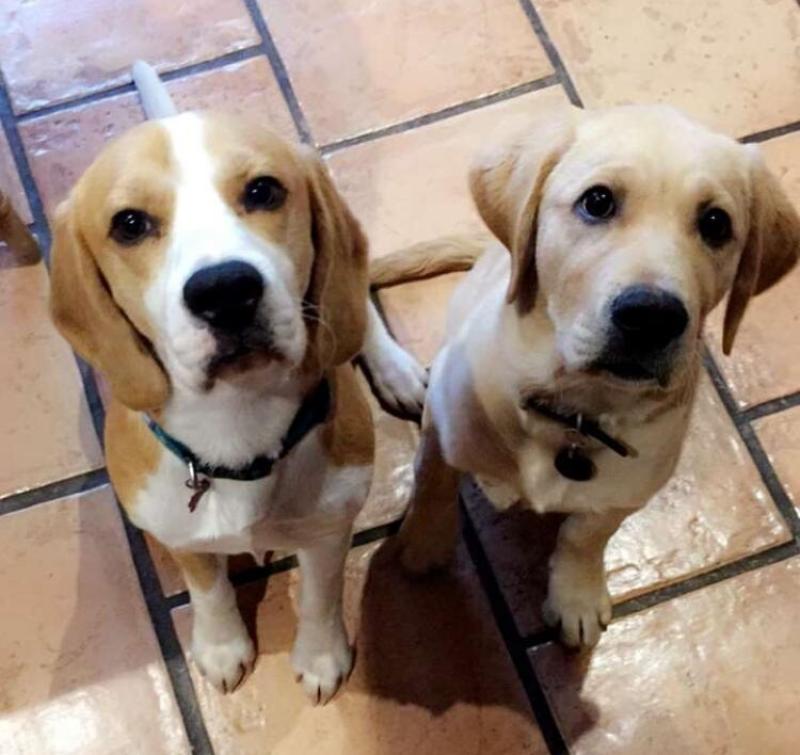 Foster homes for guide dog pups needed in these four Laois towns