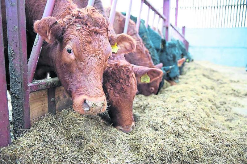 Beef Plan meeting in Carlow