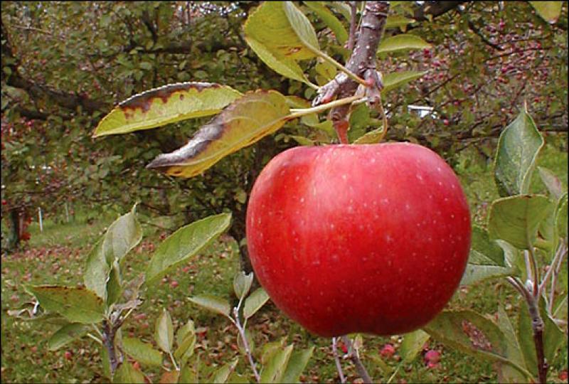 Awesome day awaits at Applefest in Laois