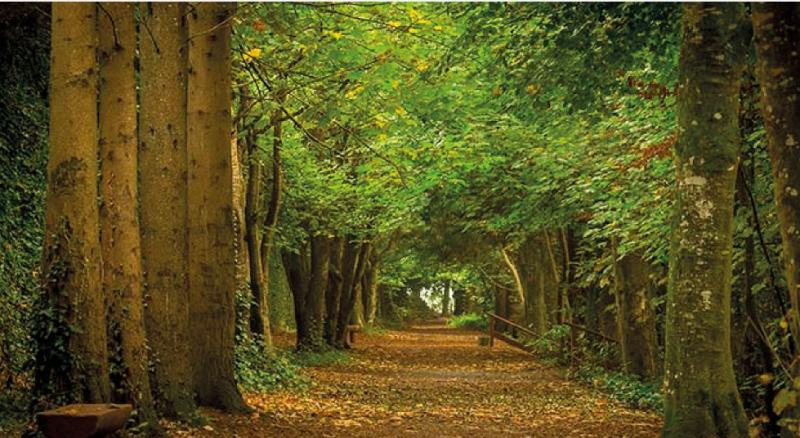 Coillte selling acres of Emo woodland in Laois
