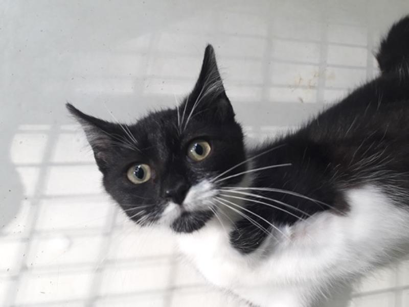 Laois cat lovers urged to take up new LSPCA cat neuter discount scheme