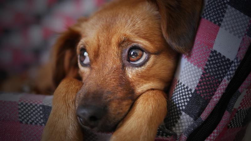 Govt outlines rules for Ukrainian refugees bringing pets to Ireland
