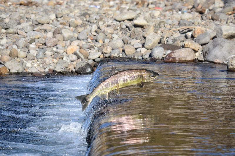 Cost for salmon and sea trout angling licence for 2020 revealed 