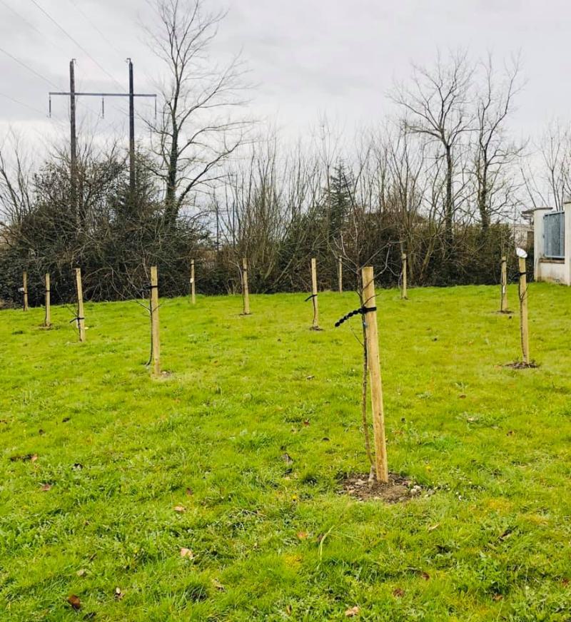 Portlaoise group has planted over 100 fruit trees to feed the town