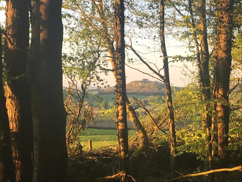 Safer visitor access wanted at Coillte woods facing Rock of Dunamase in Laois