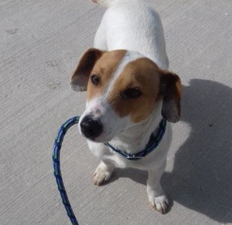 Dog found in Letterkenny area this morning
