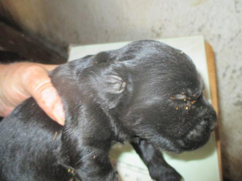 Puppy farmer's premises described as 'Animal Auschwitz'