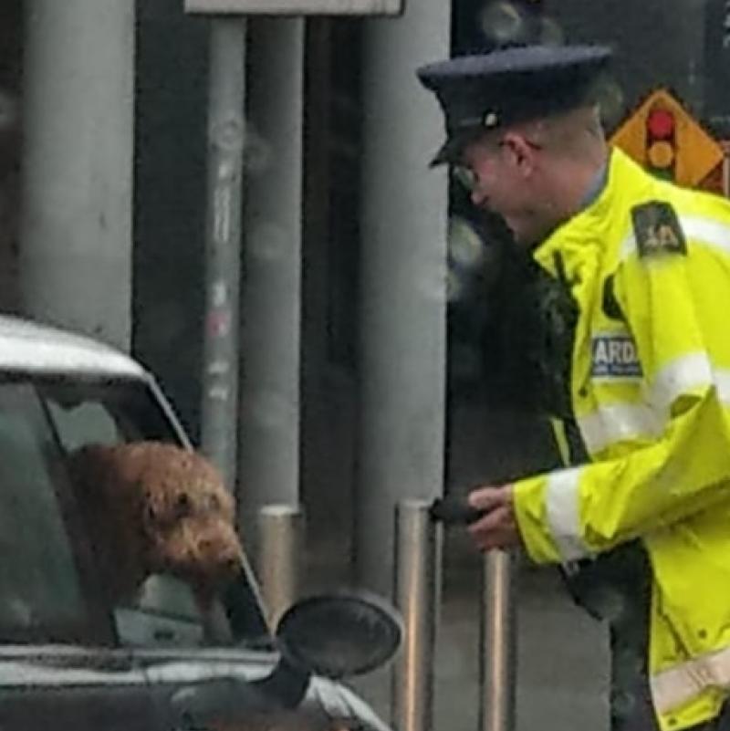 'Don't let your driving go to the dogs' Gardaí detect motorist driving