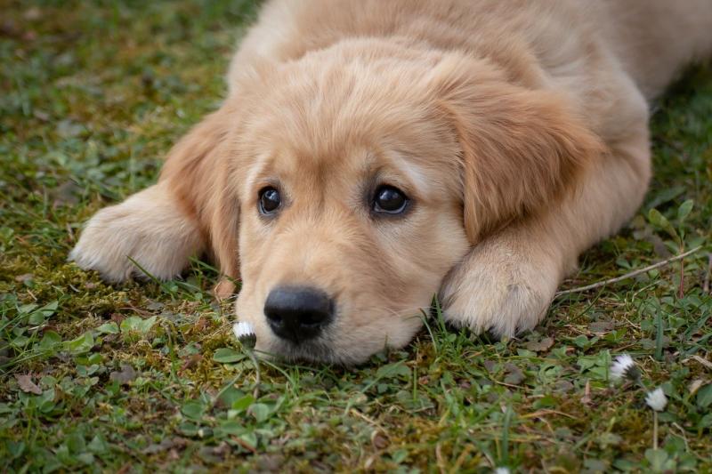 Garda warning following spike in dog thefts in Laois