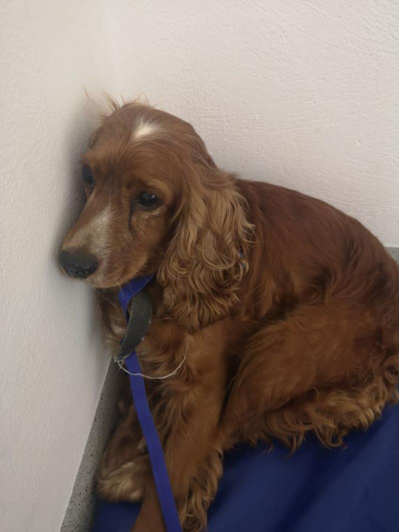 APPEAL: Garda&iacute; seek the public's help to reunite recovered stolen dog with her rightful owner
