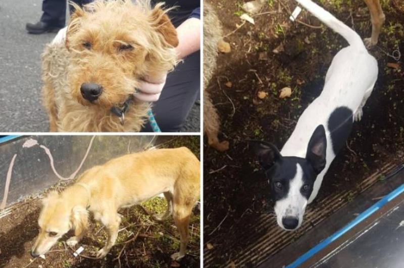 Kildare Gardaí seize stolen dogs in Monasterevin area 