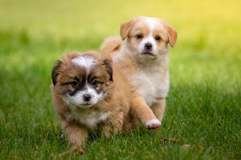 Online marketplace DoneDeal suspends adverts for sale of dogs following surge in dog thefts 