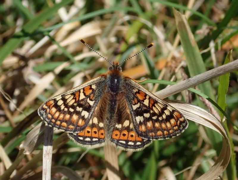 Abbeyleix Bog is growing, growing… after it was almost gone