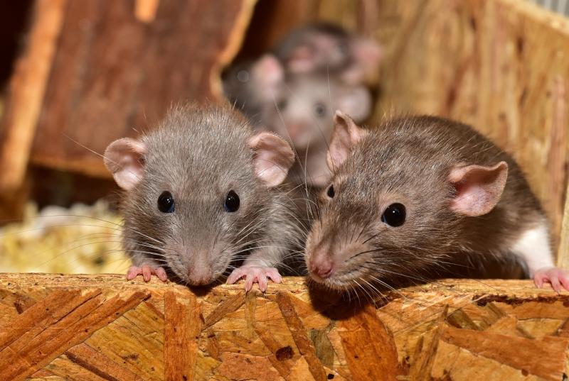 Carlow homes set to be invaded by  rodents and insects this Christmas